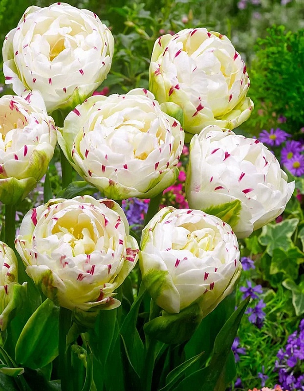 Тюльпан Данс Лайн 1 уп. (3шт.) 