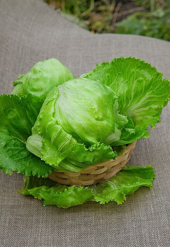 Салат Колобок 0,5 гр цв.п