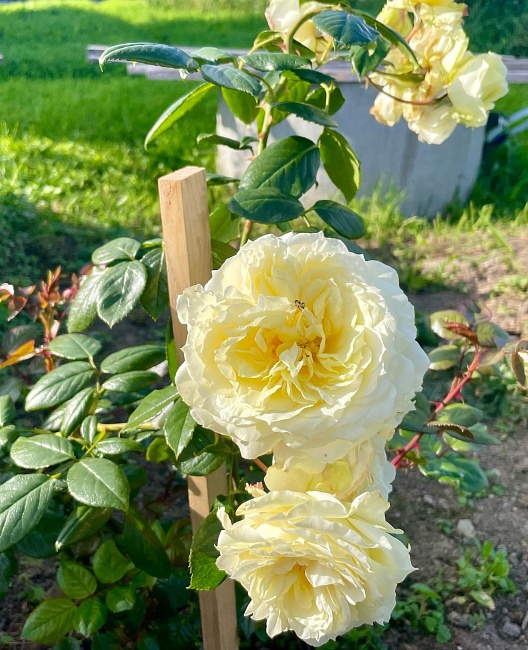 Роза плетистая Эльф 1 шт 