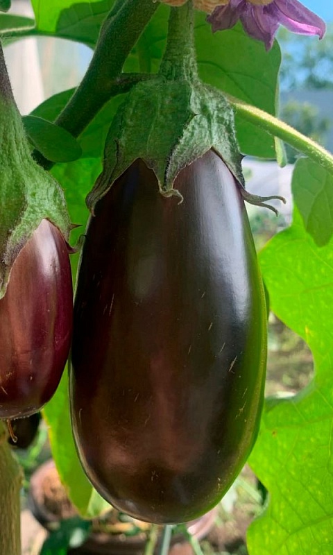 Баклажан Королевский размах (УД) 20 шт цв.п.