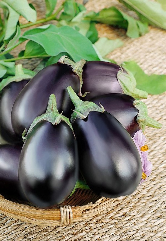 Баклажан Блекки (Селекция "ВХ") 0,1 гр. цв.п.