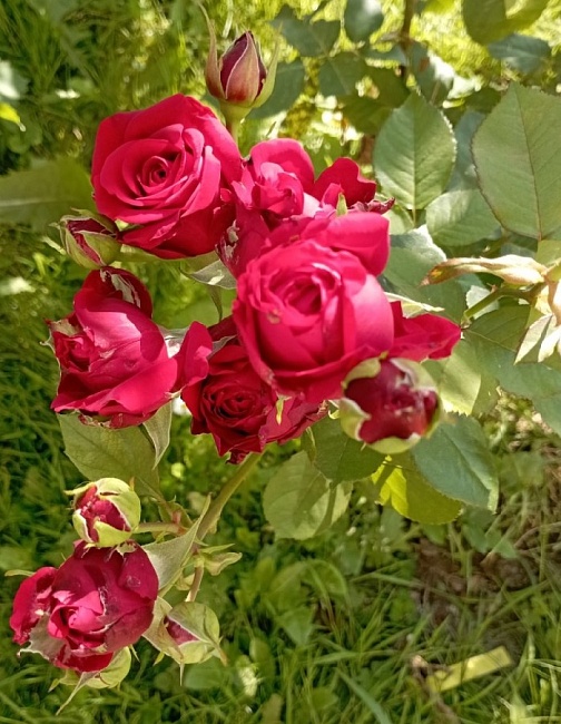 Роза чайно-гибридная Ред Наоми 