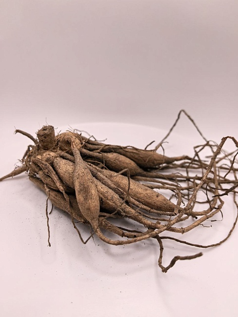 Георгина Белфлор 1шт 