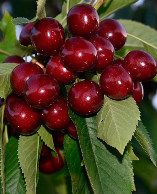 Черешня Россошанская крупная