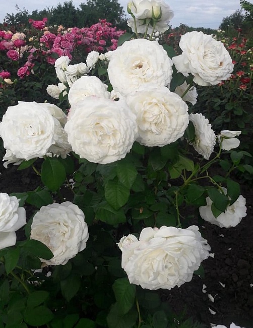 Роза японская Принцесса Миюки