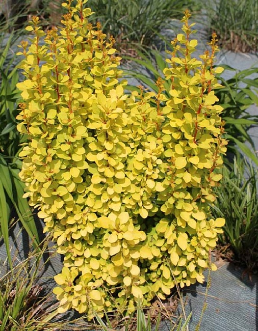 Барбарис Голден Точ 1 шт Р9