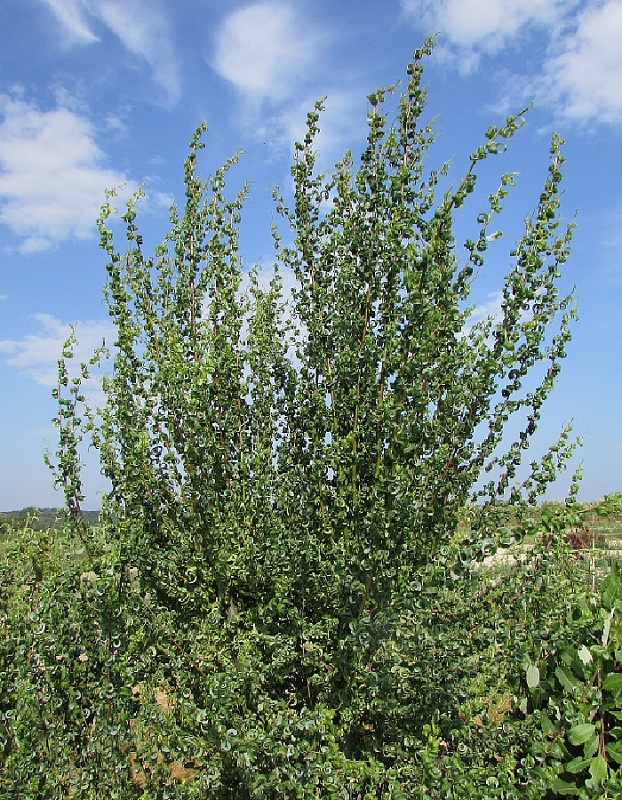 Ива Вавилонская криспа 1 шт Р9