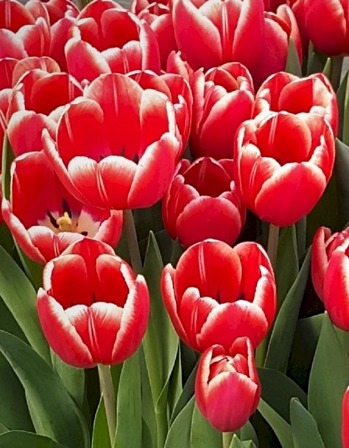 Тюльпан Кунг Фу 1 уп. (3шт.) 