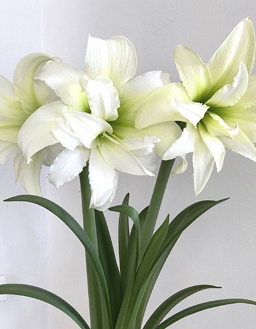 Амариллис Айс Квин