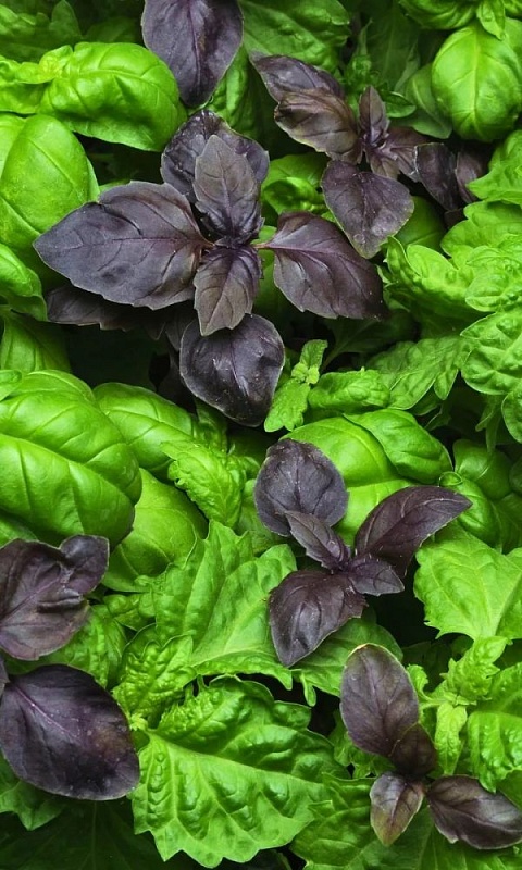 Базилик овощной Ни забот, ни хлопот-смесь сортов  (УД)  0,25 гр цв.п.