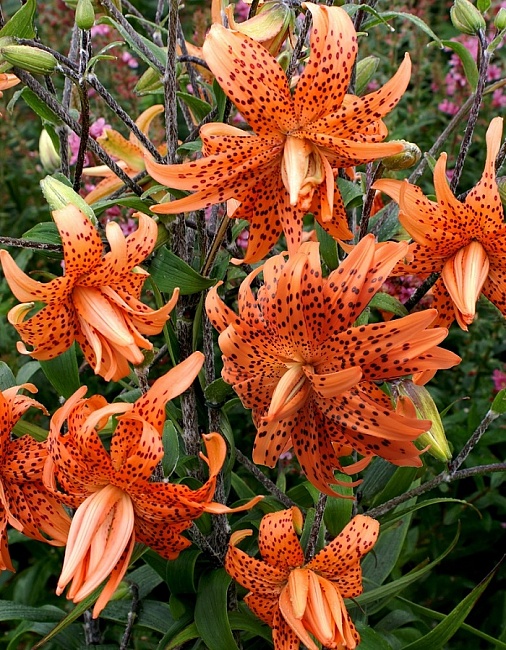 Лилия Флоре Плено