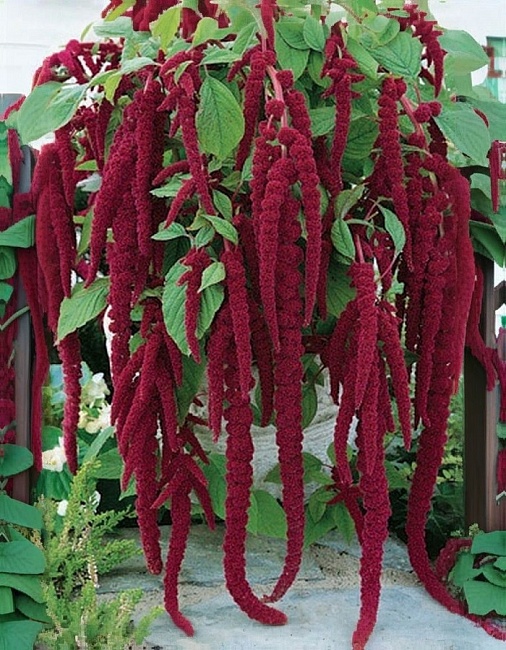 Амарант Красный водопад (УД) 0,1 гр цв п