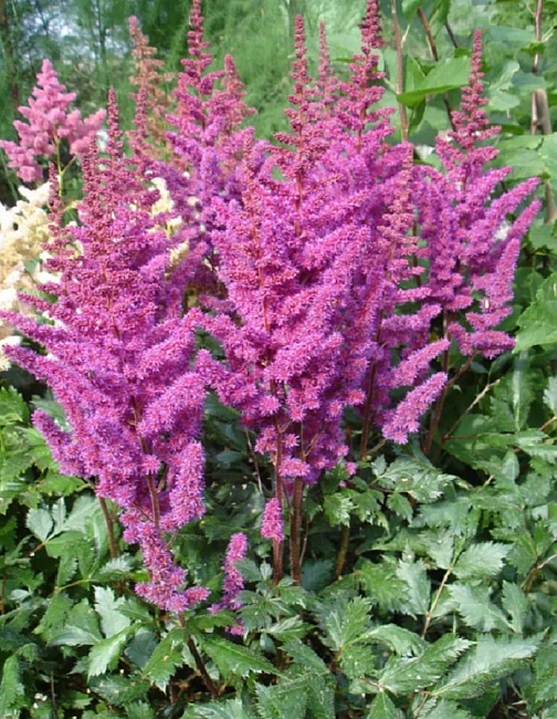 Астильба Вижнс 