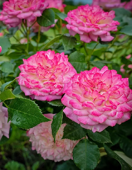 Роза флорибунда Кантри Гёрл