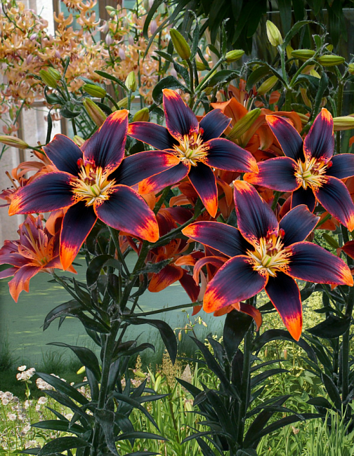 Лилия Форевер Сьюзан 