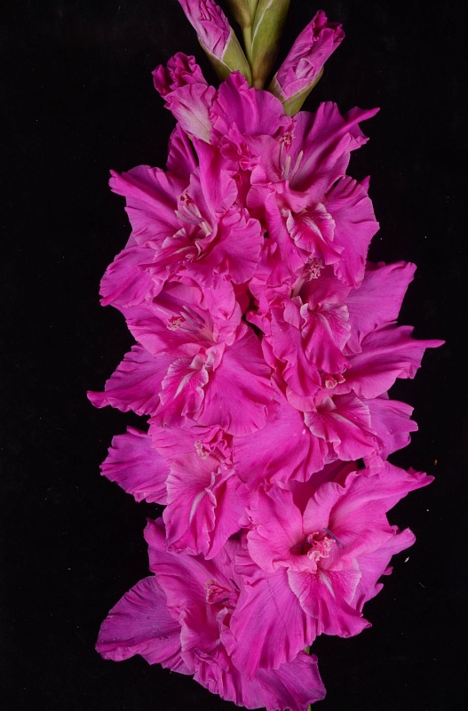 Гладиолус Неоновое сияние