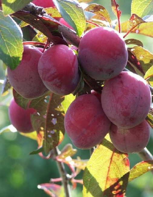 Алыча Забавница 