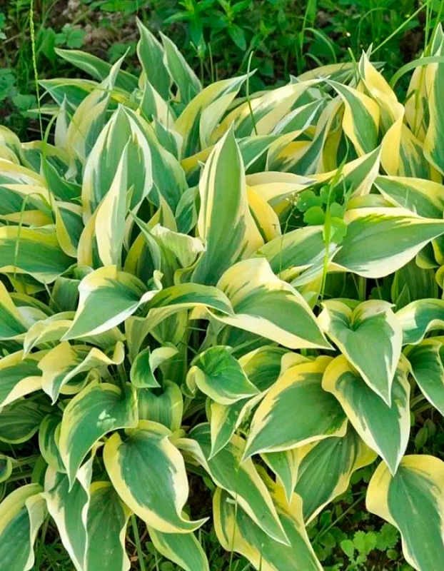 Хоста Лейксайд Дрэгонфлай ASF