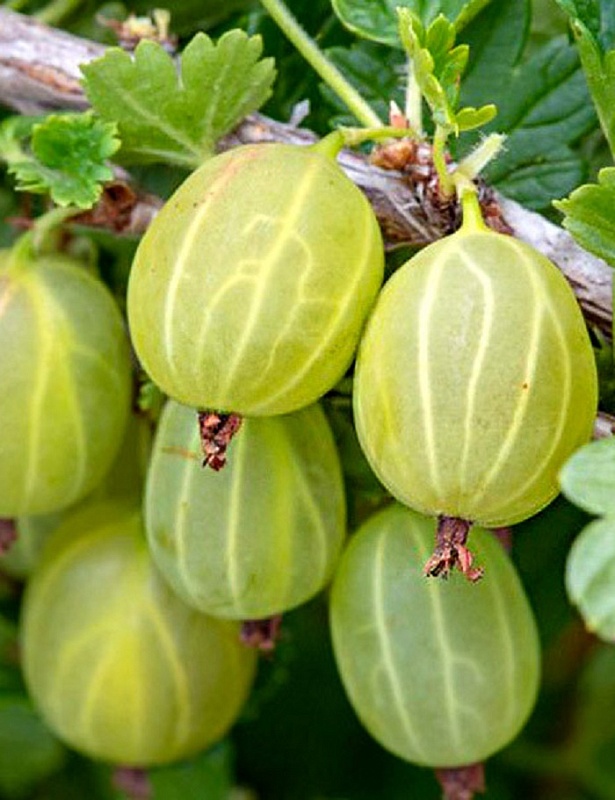 Крыжовник Финский 