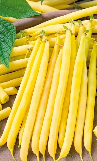 Фасоль сахарная Клавдия® (УД) 10 шт цв п