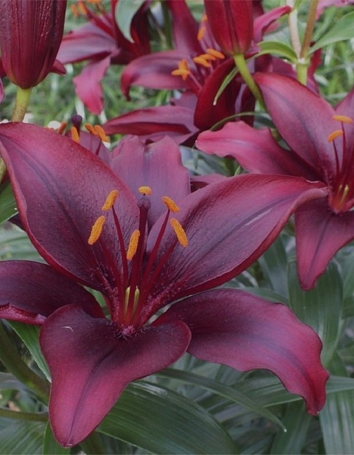 Лилия Ландини 