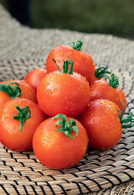 Томат Флажок 0,05 гр цв.п (Сибирская серия)