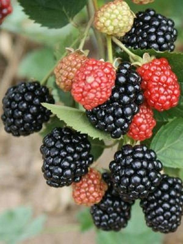 Ежевика бесшипая Трипл Краун (Тройная корона)