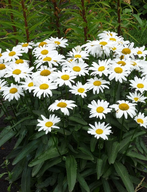 Нивяник Мадонна ASF 1 шт Р9