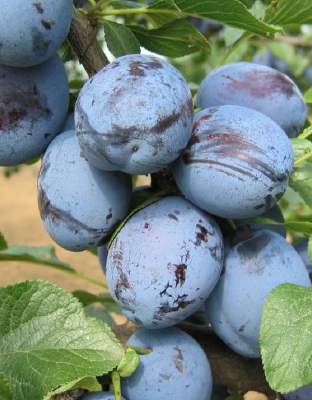 Слива Венгерка ранняя 