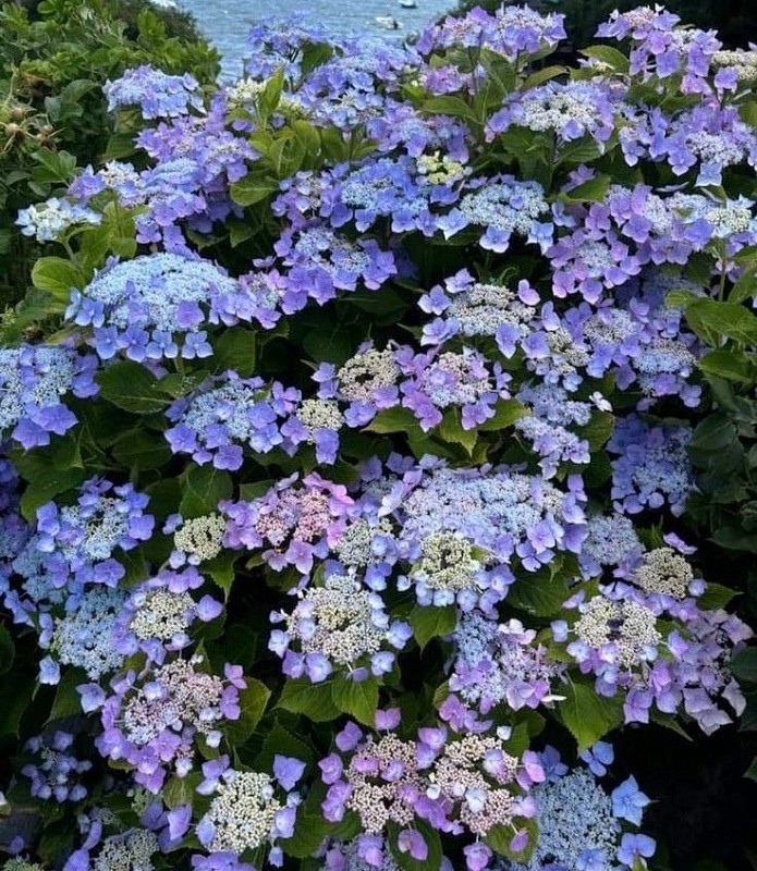 Гортензия крупнолистная Таубе 1 шт Р9