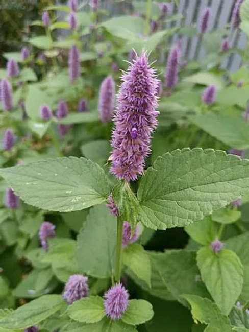 Мята Флорентина ASF 1 шт Р9