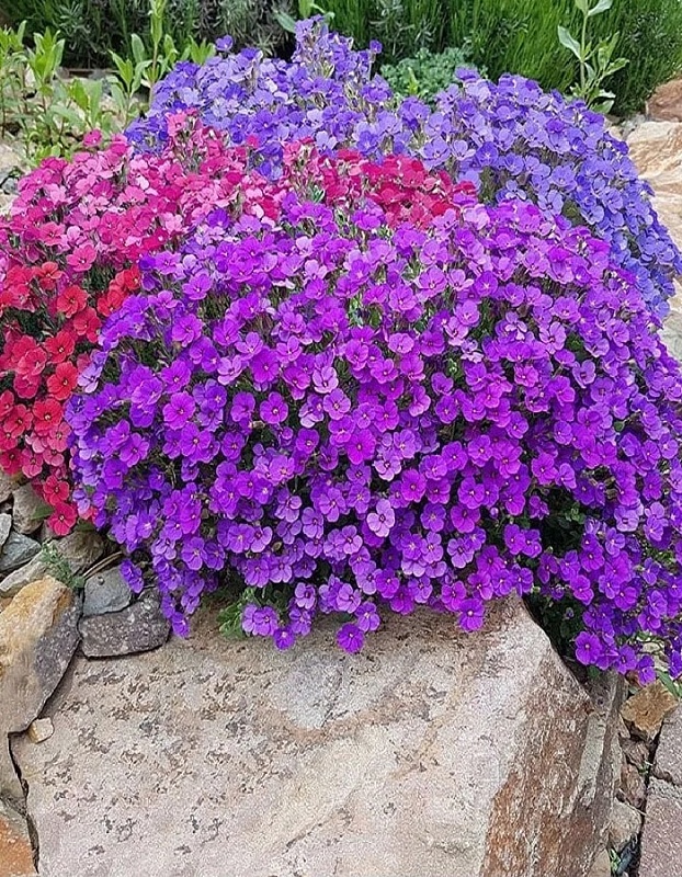 Обриета Каскадная, смесь сортов (Аэлита) 0,05 гр цв п