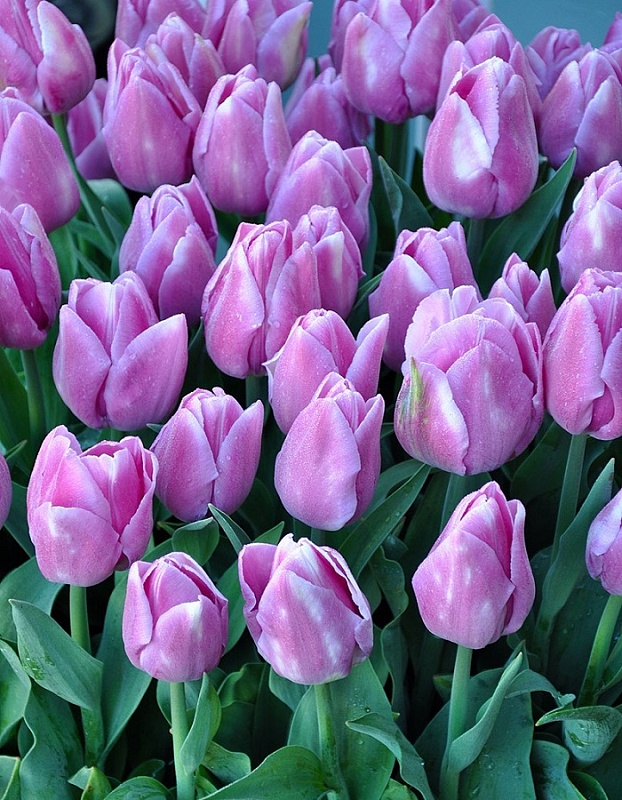 Тюльпан Алиби 1 уп.(3 шт.) 