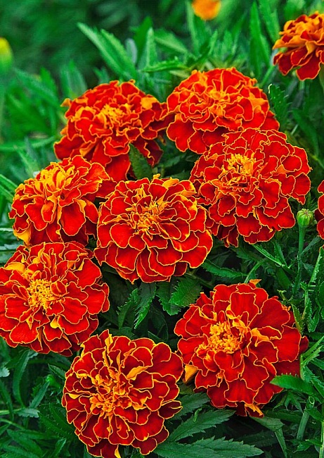 Бархатцы отклоненные Брокад Ред 0,5 гр