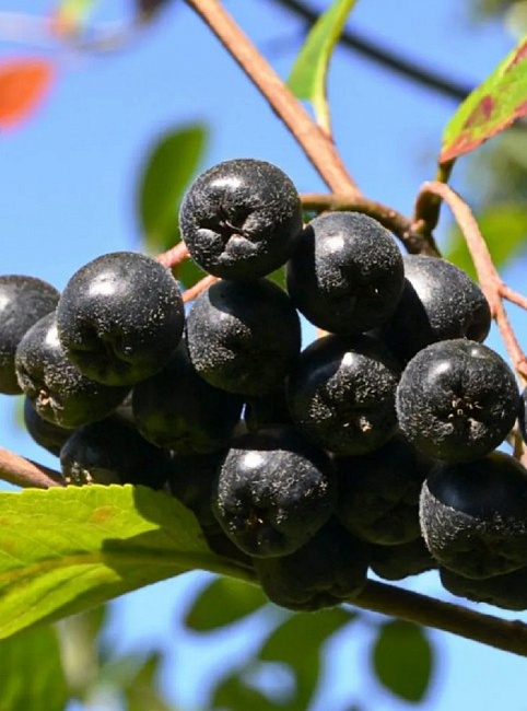 Рябина Черноплодная 