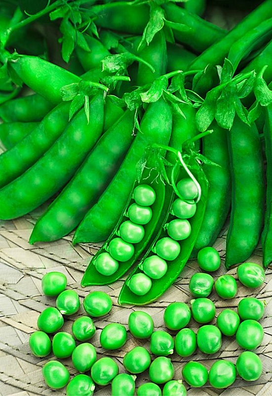 Горох Миленок (Селекция "ВХ") 10 гр цв.п.