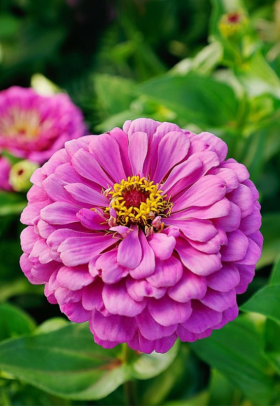 Цинния Фиолетовая королева 0,5 гр