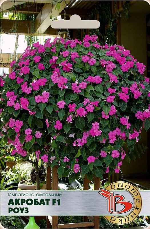 Бальзамин (импатиенс) ампельный Акробат F1 Роуз 8 шт