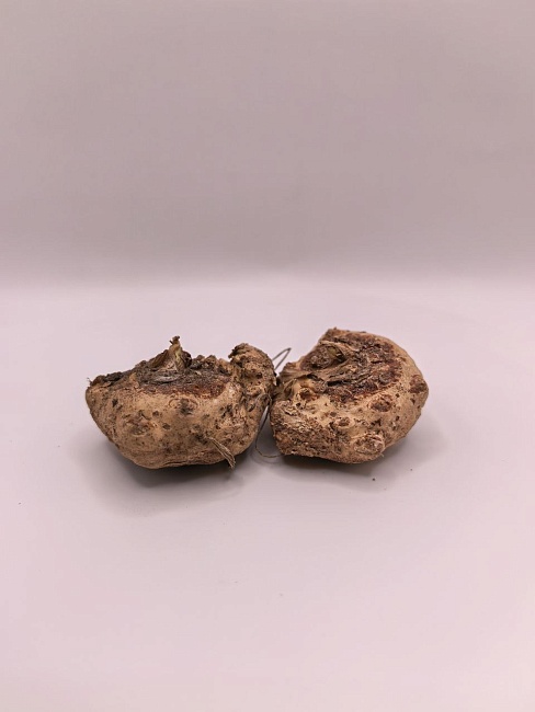 Калла Контор 