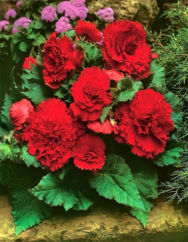 Бегония Бахромчатая Красная 