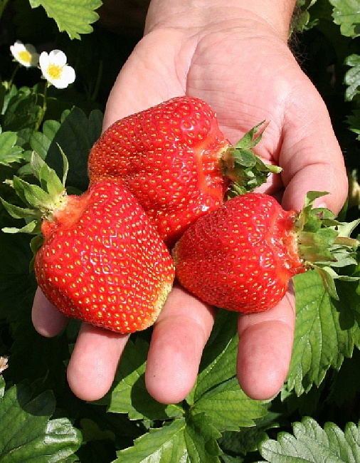 Земляника садовая Прими