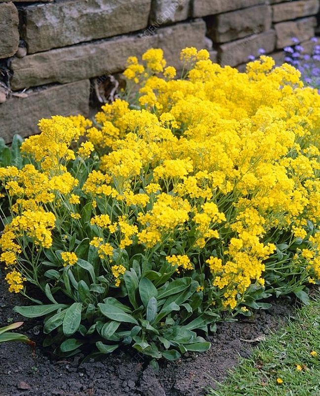 Алиссум скальный Золотая россыпь ASF 1 шт р9