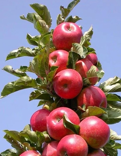 Яблоня колонновидная Стрела