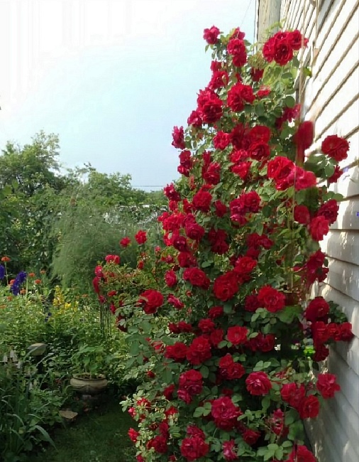 Роза плетистая Симпатия