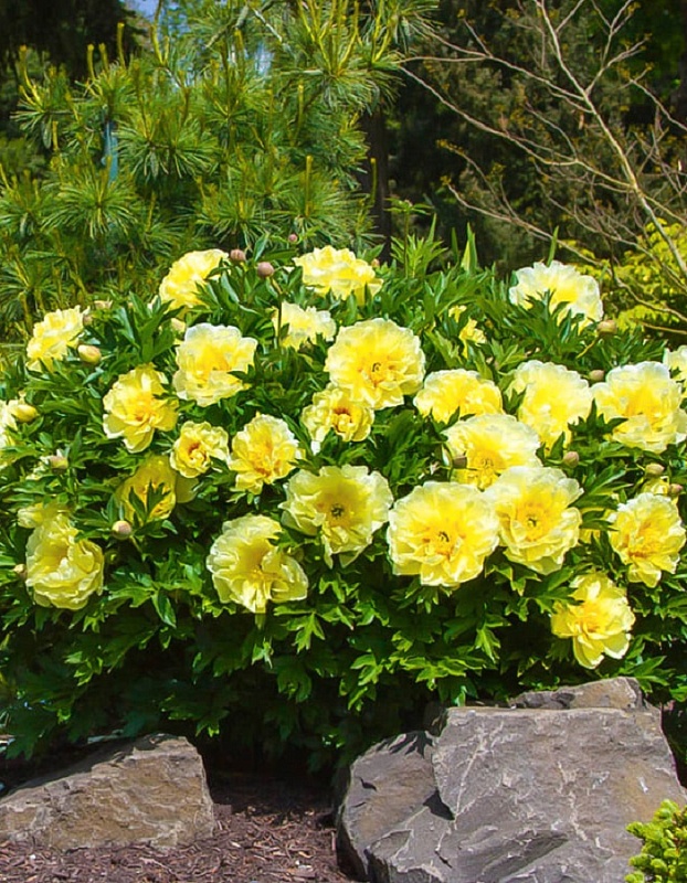 Пион ИТО-гибрид Бартзелла 1 шт.