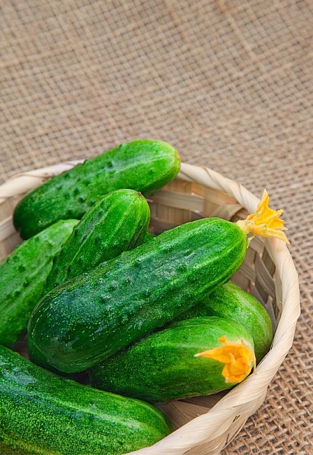 Огурец Дачный F1 (Селекция "ВХ") 0,25 гр цв.п. КЭШБЭК 25%