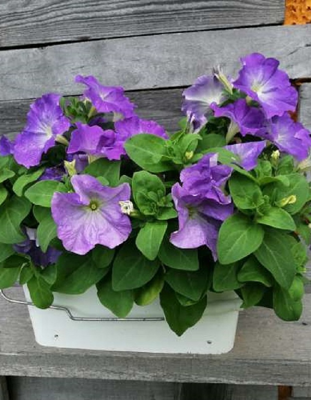 Петуния Мамбо F1 небесно-голубая (Аэлита) 7 шт