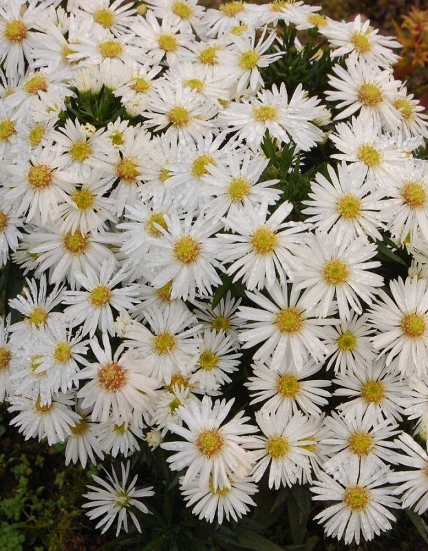 Астра кустарниковая Аполло