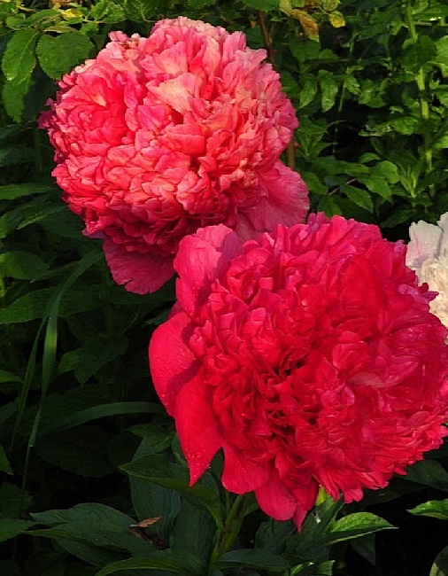 Пион травянистый Комманд Перфоманс