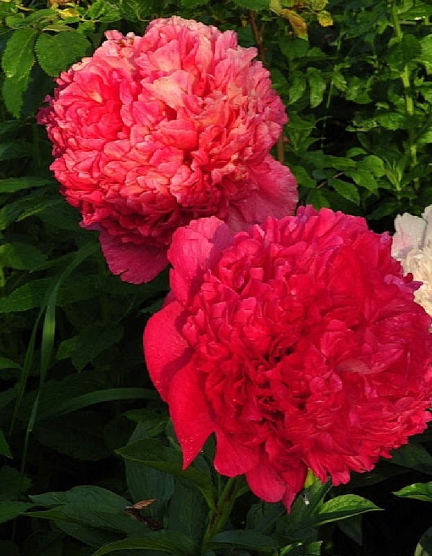 Пион травянистый Комманд Перфоманс